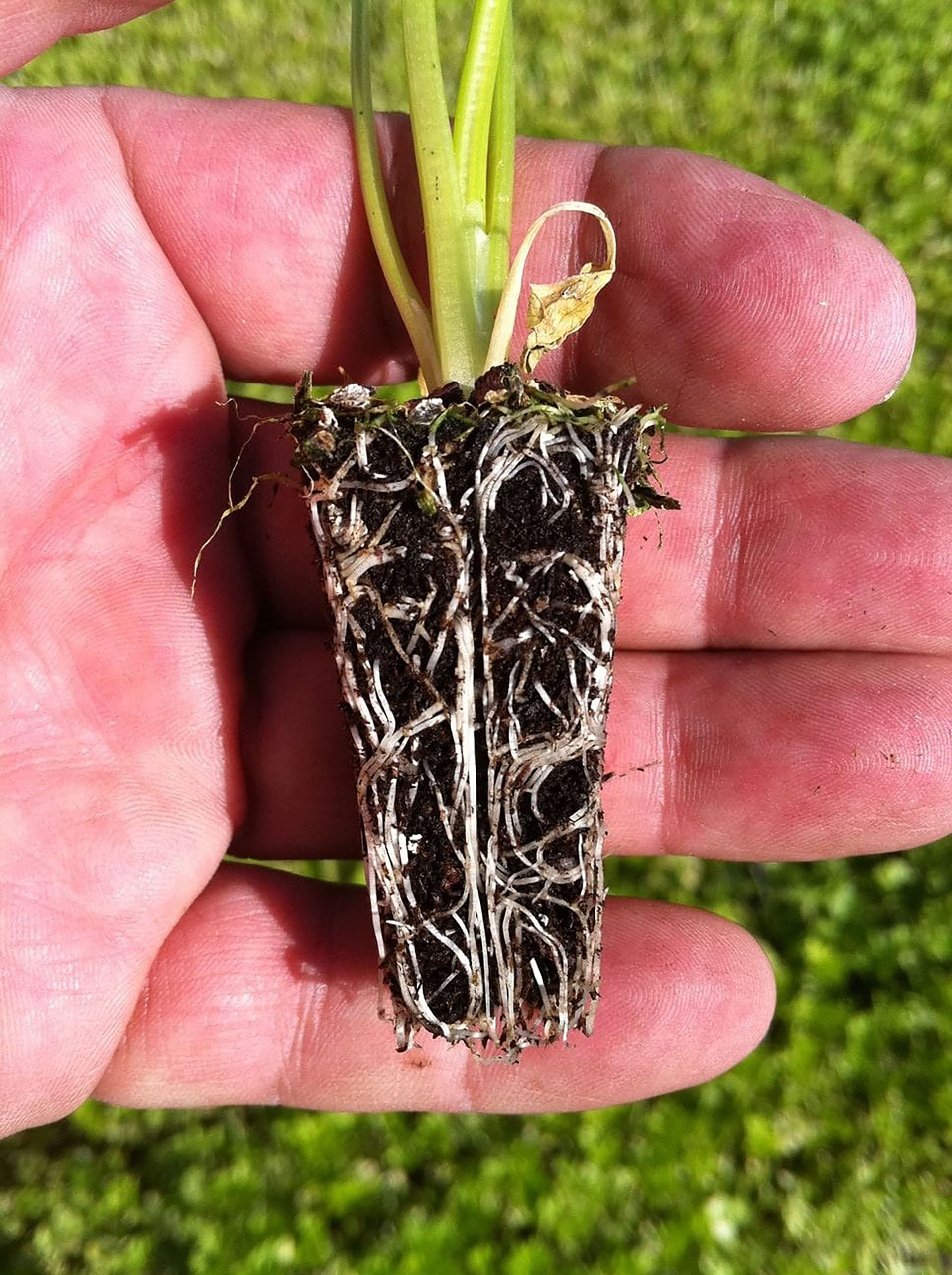 lambert-grower-mixes-lm-1-germination2