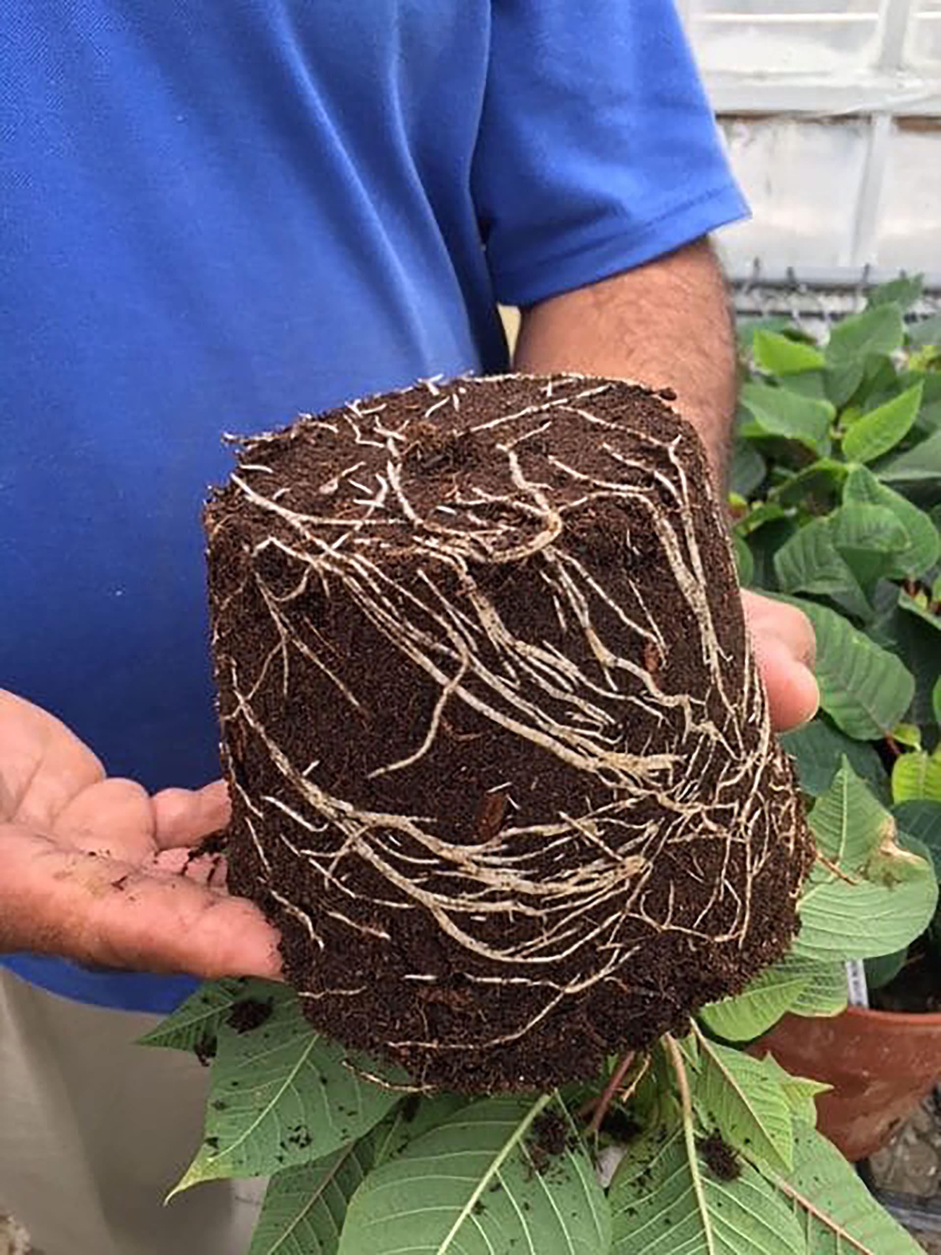 lambert-grower-mixes-lm-10-fertilizer-coarse-peat2