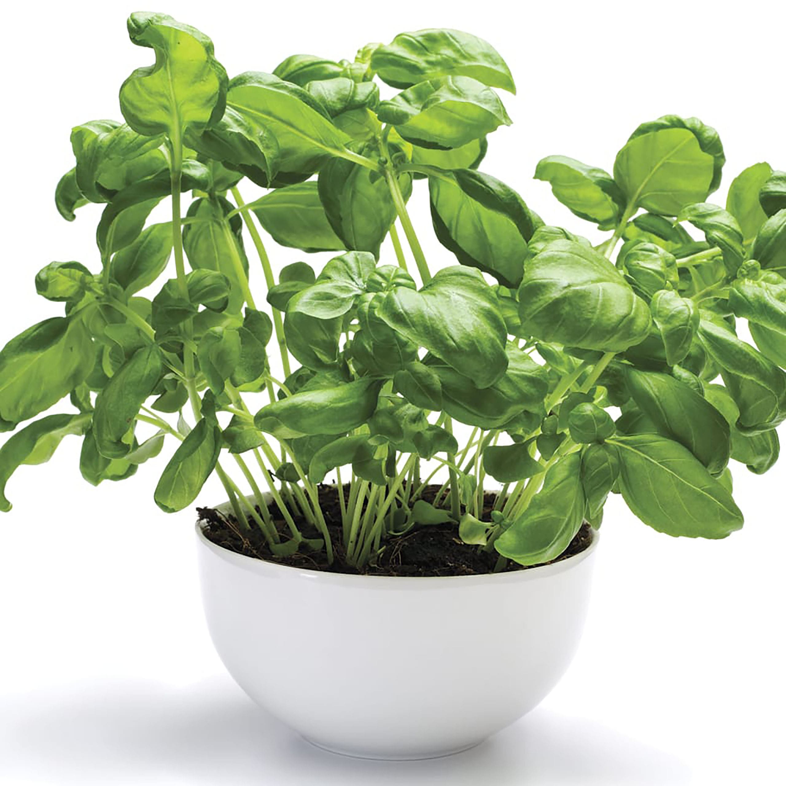 lambert-professional-organic-all-purpose-mix3